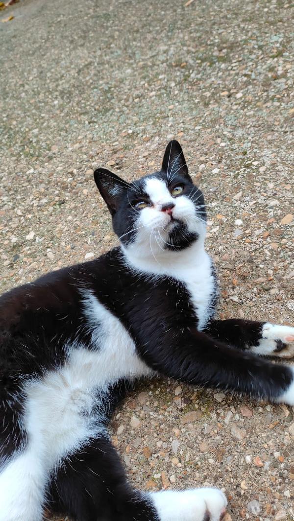 ODINO - gattino di 7 mesi Foto 5